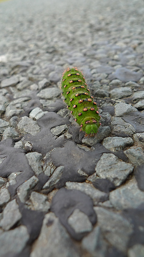 Catterpillar